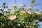 Beautiful pink flower of rose shrub, Rosa rubiginosa against clear blue sky, background photo