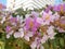 Beautiful pink flower soft focus of Cananga odorata flowers