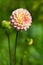 Beautiful pink flower on soft green background, vertical