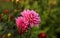 Beautiful pink flower surrounded by greenery. Blurred green background. Summer garden in bloom. Close-up of the floret. Selective