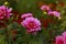 Beautiful pink flower surrounded by greenery. Blurred green background. Summer garden in bloom. Close-up of the floret. Soft focus