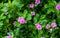 Beautiful Pink Flower of Watercress in garden
