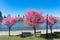 Beautiful Pink Flowering Crabapple Trees during Spring at Rainey Park along the East River in Astoria Queens New York