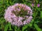 Beautiful pink flowering onions.