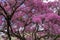 Beautiful pink flowering tree called Arupo at a park in Ecuador