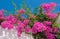 Beautiful pink flowers against the sky.