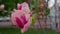 Beautiful pink flowers blossoming in closeup. Peaceful nature background.