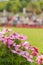 Beautiful pink flowers with blurry trees and garden as background