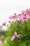 Beautiful pink flowers with a bright sky as background