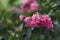 Beautiful pink flowers of Crepe Myrtle plant