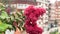 Beautiful pink flowers of crepe myrtle on street buildings background in garden.