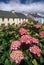 Beautiful pink flowers in Eyeries Village, West Cork, Ireland