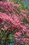 Beautiful pink flowers on a flowering cornus florida rubra  american dogwood