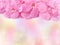 beautiful pink flowers frame or border over blur pastel background.