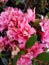 Beautiful pink flowers in the garden close-up. Elegant and slightly dull purple flowers. Bush with flowers vertical background.