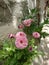 Beautiful pink flowers in the garden . Partially blurred background