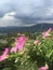Beautiful pink flowers in hanging pots, views of the sky and mountains.