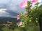 Beautiful pink flowers in hanging pots, views of the sky and mountains.