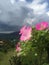 Beautiful pink flowers in hanging pots, views of the sky and mountains.