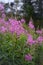 Beautiful pink flowers of Ivan-tea or blooming Sally. Medicinal plant willow-grass