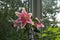 Beautiful pink flowers of lily in small garden on the balcony. Blooming Lilium