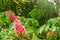 Beautiful pink flowers with lush inflorescence on a background of green leaves