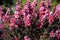 Beautiful pink flowers of Manuka Myrtle