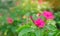 Beautiful pink flowers Mirabilis jalapa grow in the garden on a sunny day. Natural wallpaper. Beautiful background for design.