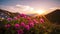 Beautiful pink flowers on mountains at sunset