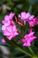 Beautiful pink flowers, Nerium oleander