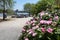 Beautiful Pink Flowers at the Newtown Creek Nature Walk in Greenpoint Brooklyn during Spring