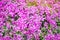 Beautiful pink flowers Phlox subulata in a sunny garden. Spring flower. Soft selective focus