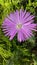 Beautiful pink flowers on the pigface plant are pretty