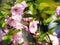 Beautiful pink flowers - Prunus triloba, Flowering Almond Tree