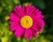 Beautiful pink flowers pyrethrum daisy on a green background. Feverfew, painted daisy. Medicinal plant. Closeup macro. Top view