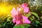 Beautiful pink flowers rose in the bright sun closeup