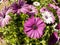 Beautiful pink flowers in the Seoul park, fisheye image