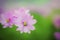 Beautiful pink flowers with soft focus green leave backdrop and open text area, created with Generative AI