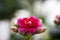 beautiful pink flowers in soft light. red kalanchoe buds and blossom on rustic windowsill. plant at home. space for text. new life