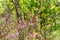 Beautiful pink flowers on spring forest at sunrise