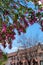 Beautiful Pink Flowers during Spring in front of Old Brick Homes in Astoria Queens New York