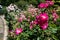 Beautiful Pink Flowers at Stuyvesant Square Park during the Summer in the Gramercy Park Neighborhood of New York City