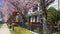 Beautiful pink flowers on trees a lot wind blows petals fall against backdrop of private houses mansions where Canadians