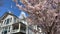 Beautiful pink flowers on trees a lot wind blows petals fall against backdrop of private houses mansions where Canadians