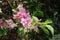 Beautiful pink flowers of Weigela florida