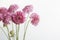 Beautiful pink flowers on white background. Scabious in the bouquet