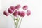 Beautiful pink flowers on white background. Scabious in the bouquet