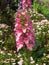 The beautiful of pink foxgloves flower in a spring season at a botanical garden.