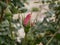 A beautiful pink fragrant rose is torn in the garden on a sunny spring day. Growing raw materials for aromatherapy.