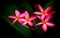 Beautiful pink frangipani or plumeria flowers